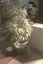 IMAG0297.jpg