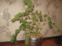 IMG_0143.JPG