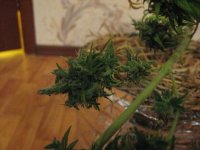 IMG_0150.JPG