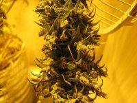 IMG_0156.JPG