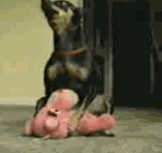 1.gif