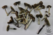 76.jpg