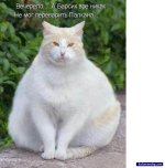 1247135291_4_funcat_kolomensky_com.jpg