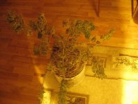 IMG_0200.JPG