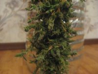 IMG_0209.JPG