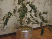 IMG_0202.JPG