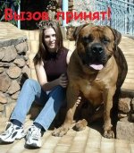 large_dog_9.jpg