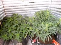 ganja.jpg