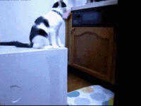 302350e5ac10a749e.gif
