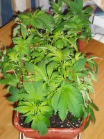 2019 02 09JPG (8).JPG