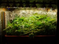 2019 02 09JPG (23).JPG