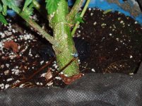 5b9437a9ac0ab 082018(41).JPG.4a528362a2cfab41cc14131d6ee512aa.jpg