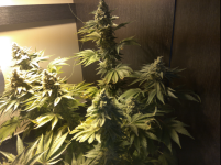 8 Неделя Цвета у Haze x Northern Lights 1.png