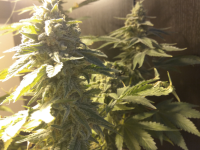 8 Неделя Цвета у Haze x Northern Lights 2.png