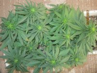 40 Дней - Веги 11 Дней - Предцвет 5 День - Цвета.jpg