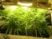 40 Дней - Веги 11 Дней - Предцвет 14 Дней - Цвета 1.jpg