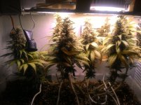 40 Дней - Веги 11 Дней - Предцвет 54 Дня - Цвета.jpg