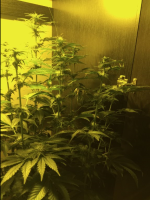 У Haze x Northern Lights 3 Неделя Цветения , Цветем , Пахнем.png