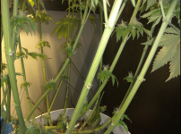 У Haze x Northern Lights пятая неделя цвета.png