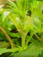 2019 02 19a (19).jpg