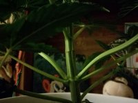 IMG_20190228_202725.jpg