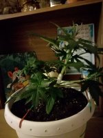 IMG_20190228_232111.jpg
