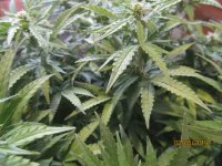 IMG_8499.JPG