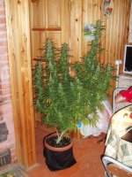 5bc3b70b5d34f 12018(67).JPG.6ea327cf9a2924539e785ea7f3400ca7.jpg