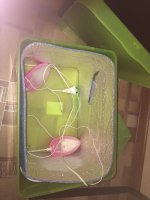 WhatsApp Image 2019-03-08 at 21.10.24.jpeg