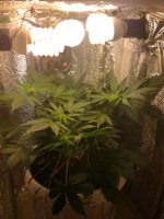 IMG_20190309_102505.jpg