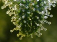 Без названия.jpg