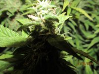 IMG_8517.JPG