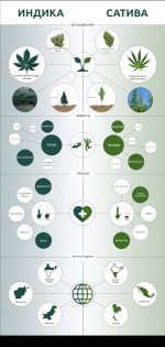 infografica-sativa-vs-indica.jpg