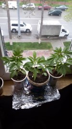 IMG-20190410-WA0002.jpg IMG-20190410-WA0002.jpg