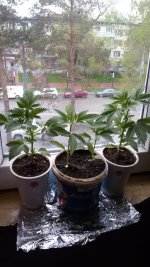 IMG-20190410-WA0003.jpg IMG-20190410-WA0003.jpg