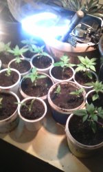 IMG-20190330-WA0000.jpg IMG-20190330-WA0000.jpg