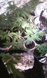 IMG-20190409-WA0000.jpg IMG-20190409-WA0000.jpg