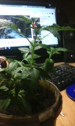 IMG-20190313-WA0003.jpg IMG-20190313-WA0003.jpg
