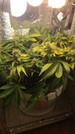 IMG-20190409-WA0001.jpeg