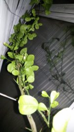 IMG-20190420-WA0002.jpg