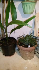 IMG-20190420-WA0001.jpg