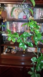 IMG-20190420-WA0003.jpg