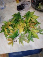 IMG_20190424_065506.jpg