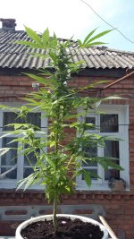 IMG-20190428-WA0001.jpg