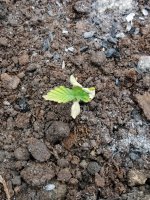 IMG_20190428_075417.jpg