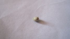 IMG_7274.JPG