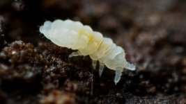 Collembola.jpg