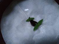 IMG_20190428_054241.jpg