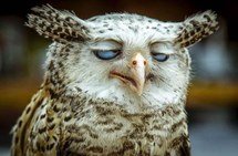 unamused-owl-humor-kooky-Favim.com-4257549.jpeg.jpg
