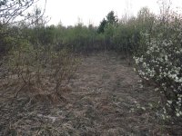 IMG_4778.JPG